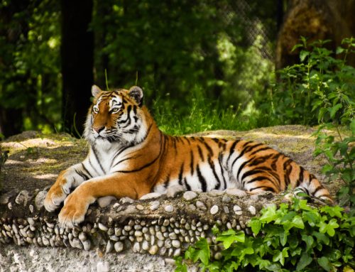 Tierpark Hellabrunn